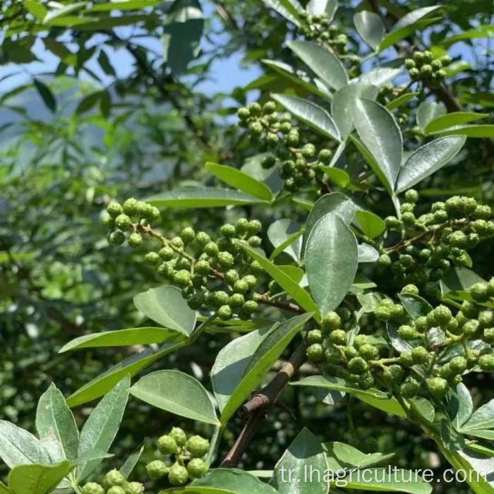 Toptan bitki aromalı yeşil pricklyash özellikle taze